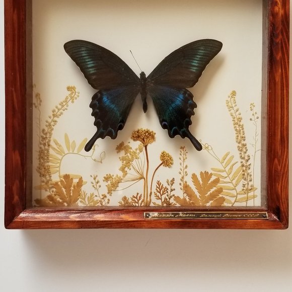 #B2 1 Rare Collectible Real Far East Russian Alpine Black Swallowtail Butterfly - Picture 6 of 13